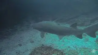 Sand tiger sharks (Carcharias taurus) on Aliwal Shoal South Africa