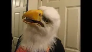 Bald eagle final movement vid