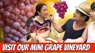 HOW TO PLANT & PROPAGATE GRAPES IN A GARDEN