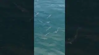 Big Bluefish swimming with Stripers! #shorts