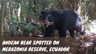 Andean bear on trap cam Merazonia 2022