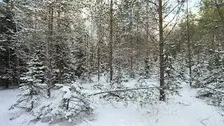 Snowy Forest. pt.4. December 2025