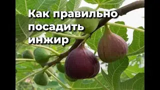 Что любит инжир?