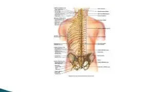 The Spinal Nerves www.ezqmeceu.com