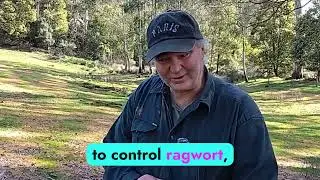 How can you control ragwort - big and small problems