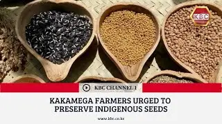 Kakamega farmers urged to preserve indigenous seeds