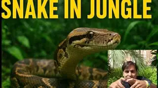 Dangerous Snake in Natural Environment 
