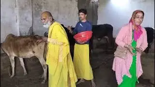 आचार्य कुटी गौसेवा संस्थान बजरंगगढ़ गुना में  सदगुरुदेव आर गायों के दर्शन#भक्तिसार#भक्ति #radharani 