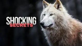 The Guardian: What No One Knows About the Wolf