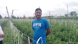 Modicare Agriculture Product Active 80, Activemax And Activezyme Result On Tomato 🍅 