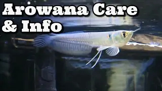 Уход и информация об Arowana