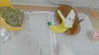 🐰 콩콩이의 움직이는 순간들, 빠르게 보기 | Fast View