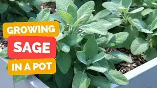 Sage in a Pot: A Flavorful Adventure in Container Gardening