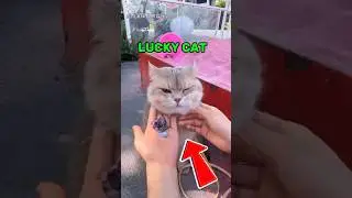 Эта кошка случайно обогатила свою хозяйку, играя в &laquo;Коготь крана&raquo;😂