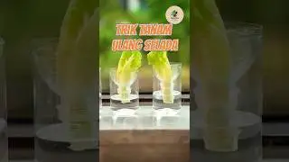 Trik Tanam Ulang Selada #caramenanam #selada
