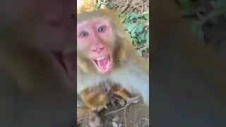 angry mother monkey