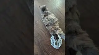 Whooo 🥳 #catshorts  #catpants #kittycat #kitty #fyp #catfunny  #catclothes #cats