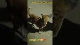 Street dog #doglove #funny #dog #imotional #help #animals #shortvideo