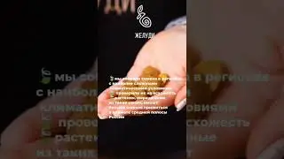 Абрикос в саду. Семена из ботанических экспедиций