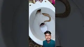 Snake Found Hiding Inside #snacka#wildlfe #shorts #snake