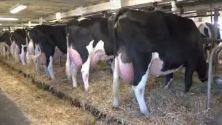 Rubis Encino Louve - Finaliste Vache coup de coeur 2016