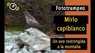 Fototrampeando al mirlo capiblanco (Turdus torquatus) un ave restringida a la montaña. Recon force