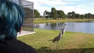 Cranes - Walk-in Visitors on Christmas Day in 2013 in Orlando, Florida, USA