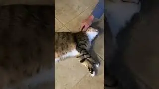 Cat Petting; Kitties Like Scruff Pulled Petted @AnnaCatVideos