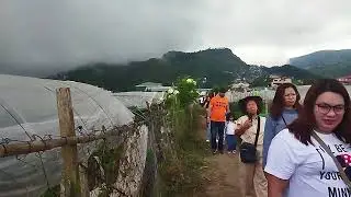 strawberry farm la trinidad... a walking tour...