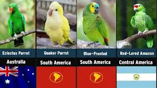 Parrot Breeds from Different Countries |   Comparison Data | Insight Compare |