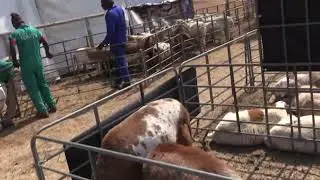 Meatmaster Sheep