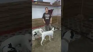Join Team Casper's Home Trust | Dog NGO | Agra Animal Rescue | Support Animal Welfare NGOs #shorts