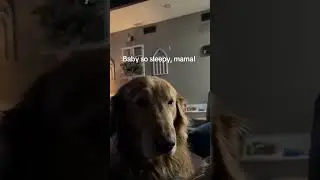 #goldenretriever #sleepypuppy #sleepydog #goldenretrieversofyoutube #doglife  #dogmom #dogparents