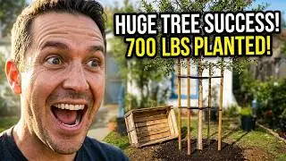 Planting a 36-Inch Box Tree (700 lbs!) &ndash; Hole Size, Soil Prep & Staking Tips