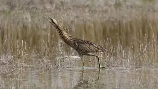 Balaban/ Eurasian Bittern / Botaurus stellaris