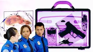 Hidden Contraband: The Bizarre World of Airport Smuggling