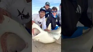 Blacktip Shark Caught & Released From The Beach?!? #sharklife #beachfishing #sharkfishing