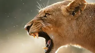 short film- teamwork is the secret of success - فيلم قصير - العمل الجماعي سر النجاح 2017