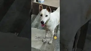 Bajuban janwar life 🥺#bajuban #animals #doglife #short