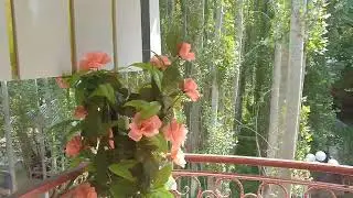 Ixtibor jondachasi Chodak