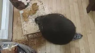 Зимняя маскировка Чонкерса