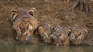 Dandeli Wildlife Sighting