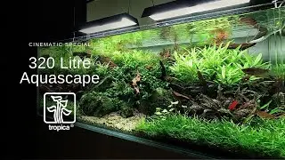 320 Litre High Energy Aquascape - Cinematic Special