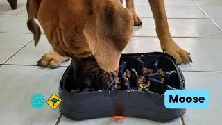 Super Feedy Moose
