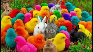 Mengabadikan Moment Hewan Lucu: Ayam Warna-Warni, Bebek & Kelinci