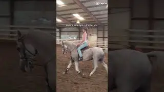 WCHS or Arabian nationals is my DREAM #horse #equestrian #arabian #saddleseat #wchs