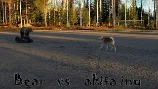 BEAR TEST - KOVU (Akita inu)