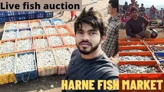 HARNE FISH MARKET ( DAPOLI ) -  LIVE AUCTION || FISHERMANS EXPERIENCE & MUCH MORE
