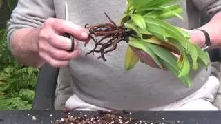 Разделение Ротшильдианума