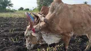 Bullockcart Working Style